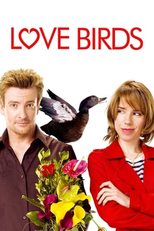 Love Birds - Vj Junior